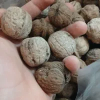 گردو کیلویی ۴۰۰ هزار تومان|خوردنی و آشامیدنی|دهدشت, |دیوار