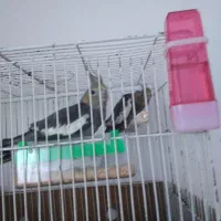 عروس هلندی