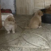 توله اشپیتس