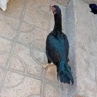 مرغ خوروس لاری