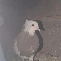 فروش کبوتر فوری|پرنده|یاسوج, |دیوار