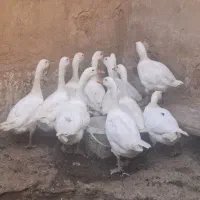 ۹ عدد غاز یکساله