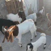 سلام گوسفند فروشی
