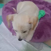 اشپیتز المان|سگ|تهران, جوادیه تهرانپارس|دیوار