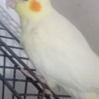 عروس هلندی لوتینو|پرنده|خرمآباد, |دیوار