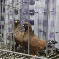 کبوتر کله تاپ|پرنده|دشت آزادگان, |دیوار