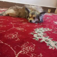 سگ پا کوتاه واکسن خورده  ۱ساله تربیت شده