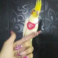 جوجه عروس هلندی در رنگ های مختلف