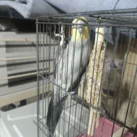 عروس هلندی نر