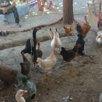مرغ محلی تخم گزار اصیل