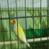 فنچ (جغدی شکلاتی) (کرواتی شکلاتی )گلدین|پرنده|تهران, سنگلج (شاپور)|دیوار