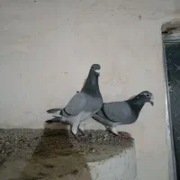 نروماده