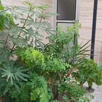 اجاره روزانه/هفتگی/ سوئیت  متری