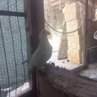 کبوتر سار نر