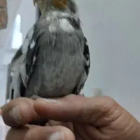 عروس نر سخنگو|پرنده|قشم, |دیوار