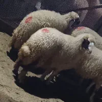 بره ماده سنجابی