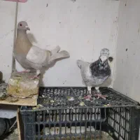 کفتر جفتگاه|پرنده|سبزوار, قاضی زاد|دیوار