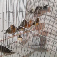 قناری نر شلاقی و مست (خوشرنگ)