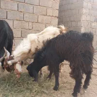 دوتا تروشت مخصوص کشتار ومالداری|حیوانات مزرعه|ایرانشهر, |دیوار