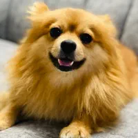 پامر روباهی|سگ|مشهد, پنجتن|دیوار