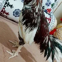 خروس نسلدار