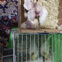 یک جفت عروس هلندی با جوجه لتینو