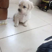 سگ شیتزو تریر پشمالو اصل|سگ|رشت, پاستوریزه|دیوار