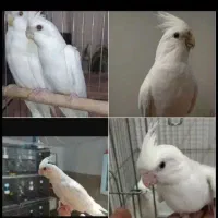 سالن پرورش عروس هلندی تمام نژاد|پرنده|قم, شهرک طالقانی|دیوار