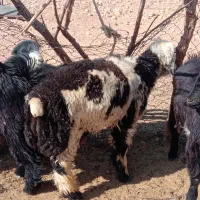 بره و کهره میش بز قوچ نر ماده ام قصابی|حیوانات مزرعه|شیراز, احمدی جنوبی|دیوار