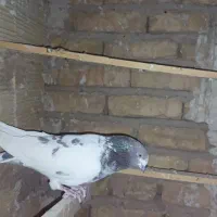 کله دار ماده|پرنده|بهارستان, |دیوار