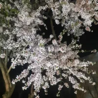 ویلا باغ قصردشت 2600 متر|فروش خانه و ویلا|سیاخ دارنگون, |دیوار