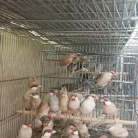 فنچ نرگسی شکلاتی