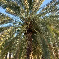 گرده افشانی نخل یا بو دادن نخل در گناوه