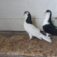 فروش کبوتر خوشرنگ و سینه ای|پرنده|فولادشهر, زاینده رود|دیوار