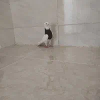 جفت ماده طوقی|پرنده|شوشتر, |دیوار