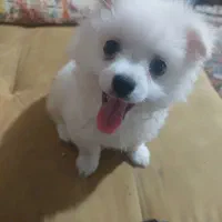 واگذاری سگ پامرین