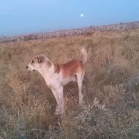 سگ دزدیده شده