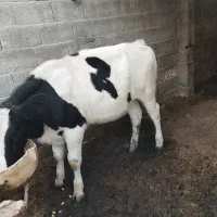 گوساله هولشتاین