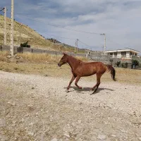 مادیان