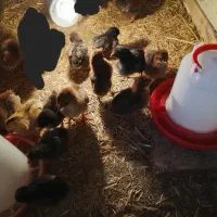 جوجه محلی ۷ روزه|حیوانات مزرعه|گمیشان, |دیوار