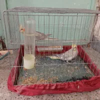 عروس هلندی نرو ماده جوان و سرحال همراه با قفس