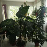 گل آپارتمانی شفلراودیفین باخیار