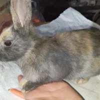 ۲تا بچه خرگوش|موش و خرگوش|نجف‌آباد, کشاورز|دیوار