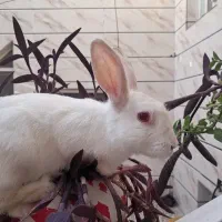 خرگوش چشم شرابی