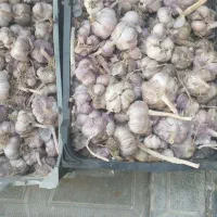 فروش سیر