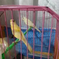 قناری پرتغالی حاضر اماده جفت|پرنده|سیب و سوران, |دیوار