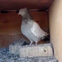 کفتر کبوتر کله سیاه،سینه سوسنی،سینه سیاه|پرنده|شیراز, گلکوب|دیوار