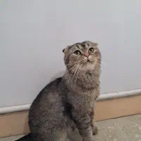 واگذاری گربه اسکاتیش گلد نر ۲سال ونیم|گربه|تهران, شهرک چیتگر|دیوار