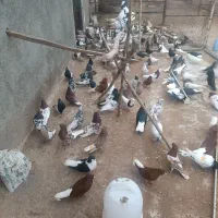 پرنده رنگی|پرنده|فاروج, |دیوار