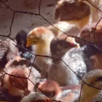 تولیدی جوجه گلپایگان قزوین|حیوانات مزرعه|قزوین, |دیوار